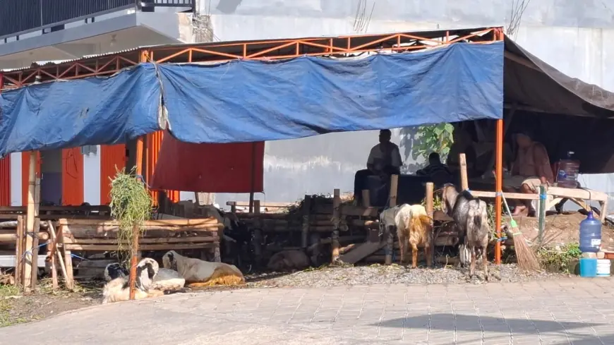Daya Beli Lesu, Begini Siasat Pedagang Kambing Musiman di Kota Batu agar Tak Merugi