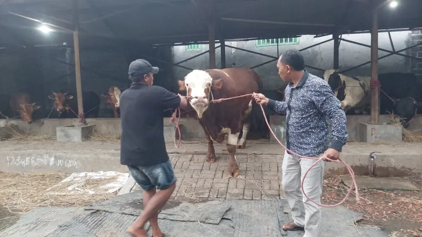 Sapi Simental Seberat 1,2 Ton Asal Probolinggo Terpilih Jadi Hewan Qurban Presiden