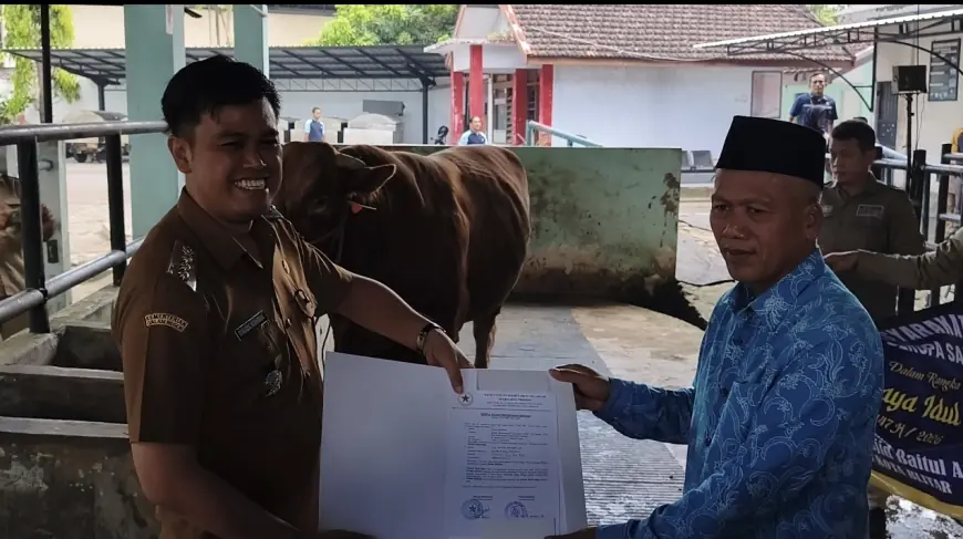 Sapi Kurban Raksasa dari Presiden Akan Dibagikan untuk Warga Kota Blitar