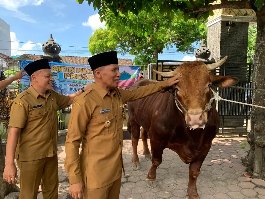 Plt Bupati Tulungagung Serahkan Sapi Kurban Presiden Prabowo Berbobot 1,05 Ton untuk Masjid Boyolangu