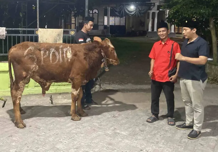 Dua Ekor Sapi Kurban Hasil Gotong Royong Kader PDI Perjuangan Sasar Dua Desa di Jombang