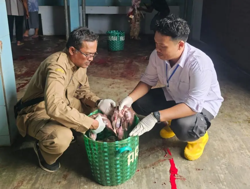Diperta Kabupaten Probolinggo Temukan Dua Kasus Cacing Hati pada Sapi Kurban