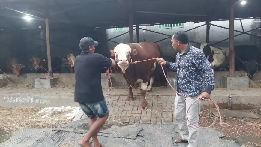 MUI Sebut Kurban Presiden Lewat Banpres Setara Bansos, Minta Publik Tak Berpolemik