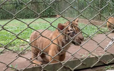 Populasi Harimau Sumatera di TSI II Prigen Pasuruan Bertambah 4 Ekor