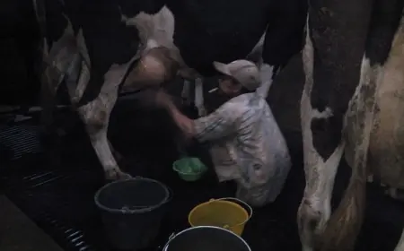 Harga Susu Naik Jadi Rp8 Ribu per Liter, Peternak Brau Kota Batu Nikmati Tambahan Pendapatan