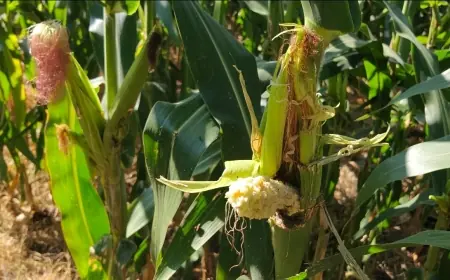 Hama Tikus Rusak Puluhan Hektare Lahan Padi dan Jagung di Jember