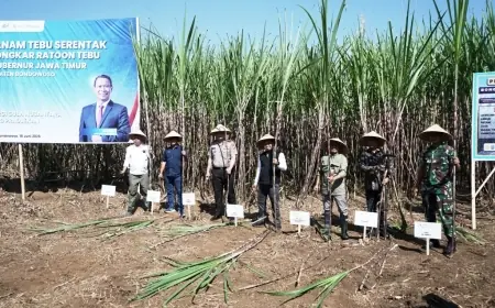 Produktivitas Tebu di Bondowoso Digenjot demi Dukung Swasembada Gula Nasional