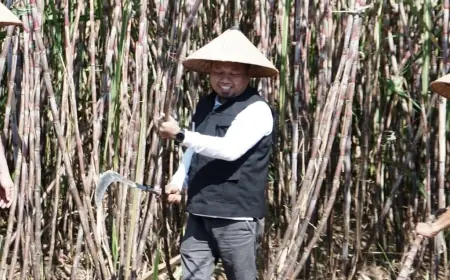 Wabup Bondowoso Panen Tebu Bongkar Ratoon, Bentuk Dukungan Swasembada Gula