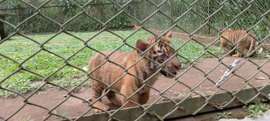 Populasi Harimau Sumatera di TSI II Prigen Pasuruan Bertambah 4 Ekor