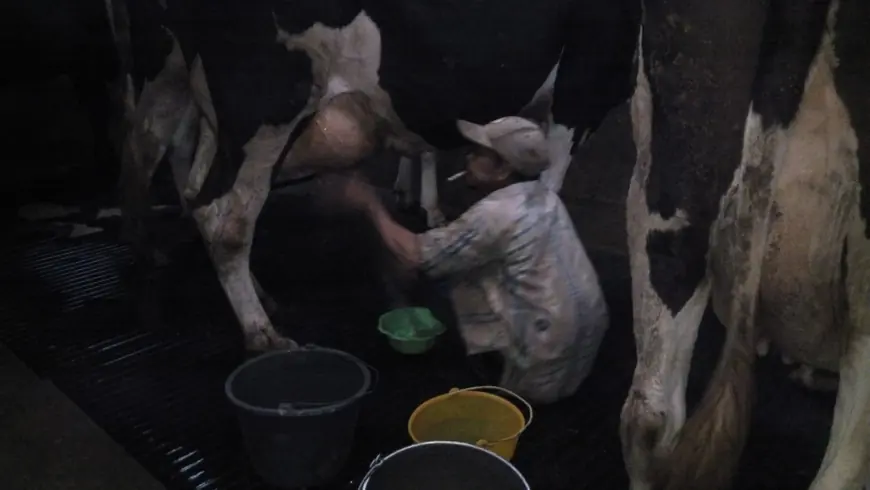 Harga Susu Naik Jadi Rp8 Ribu per Liter, Peternak Brau Kota Batu Nikmati Tambahan Pendapatan