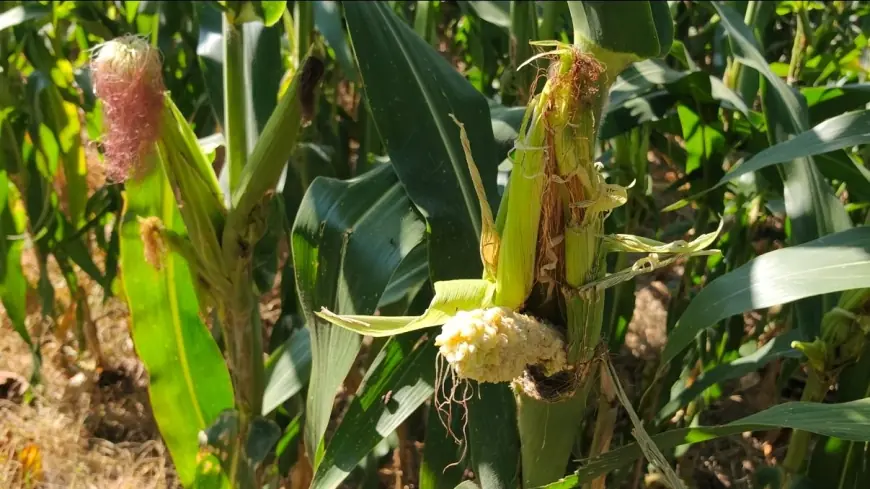 Hama Tikus Rusak Puluhan Hektare Lahan Padi dan Jagung di Jember