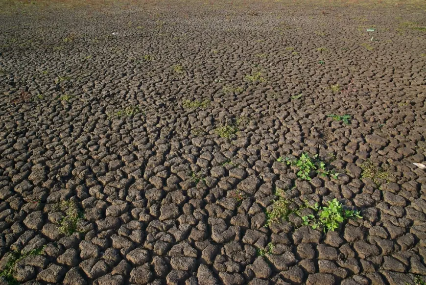 Ancaman El Nino Bertahan hingga 2027, BMKG Wanti-wanti Krisis Air dan Pangan Mulai Agustus Ini