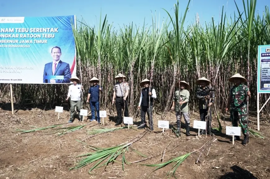 Produktivitas Tebu di Bondowoso Digenjot demi Dukung Swasembada Gula Nasional