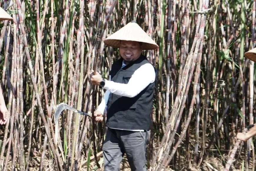 Wabup Bondowoso Panen Tebu Bongkar Ratoon, Bentuk Dukungan Swasembada Gula