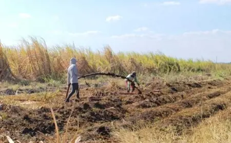 PT Enero Mojokerto Bantah Buang Limbah di Persawahan