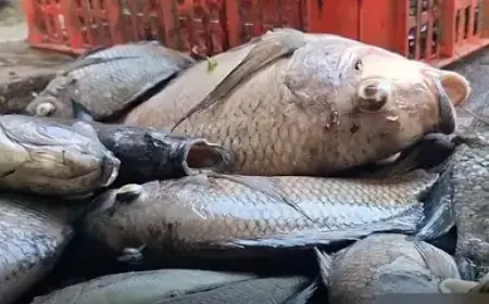 Saat Dinginnya Kemarau dan Napas Belerang Lemongan Membikin Ribuan Ikan Ranu Klakah 'Mabuk Massal'