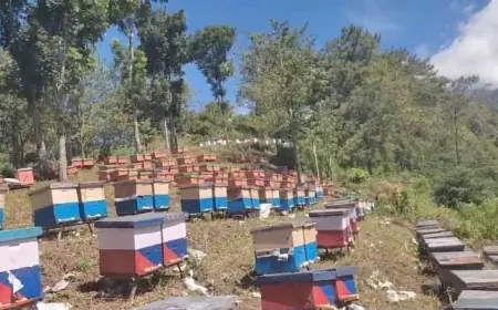 Manis dan Pahitnya Peternak Kampung Madu Kediri, Menjelajah Nusantara demi Angon Lebah