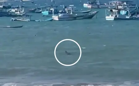 Diduga Seekor Buaya Muncul di Pantai Sine, Warga dan Wisatawan Diimbau Waspada