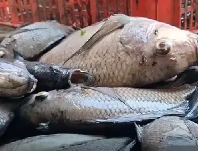 Saat Dinginnya Kemarau dan Napas Belerang Lemongan Membikin Ribuan Ikan Ranu Klakah 'Mabuk Massal'