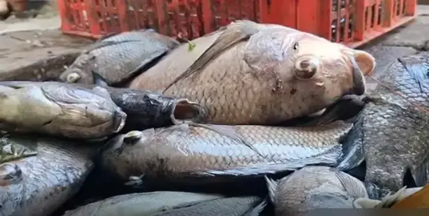 Saat Dinginnya Kemarau dan Napas Belerang Lemongan Membikin Ribuan Ikan Ranu Klakah 'Mabuk Massal'