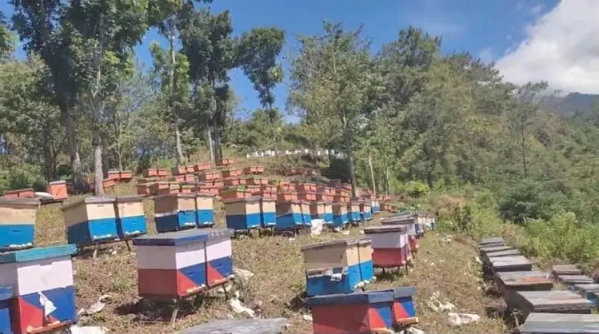 Manis dan Pahitnya Peternak Kampung Madu Kediri, Menjelajah Nusantara demi Angon Lebah