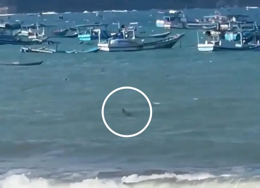 Diduga Seekor Buaya Muncul di Pantai Sine, Warga dan Wisatawan Diimbau Waspada